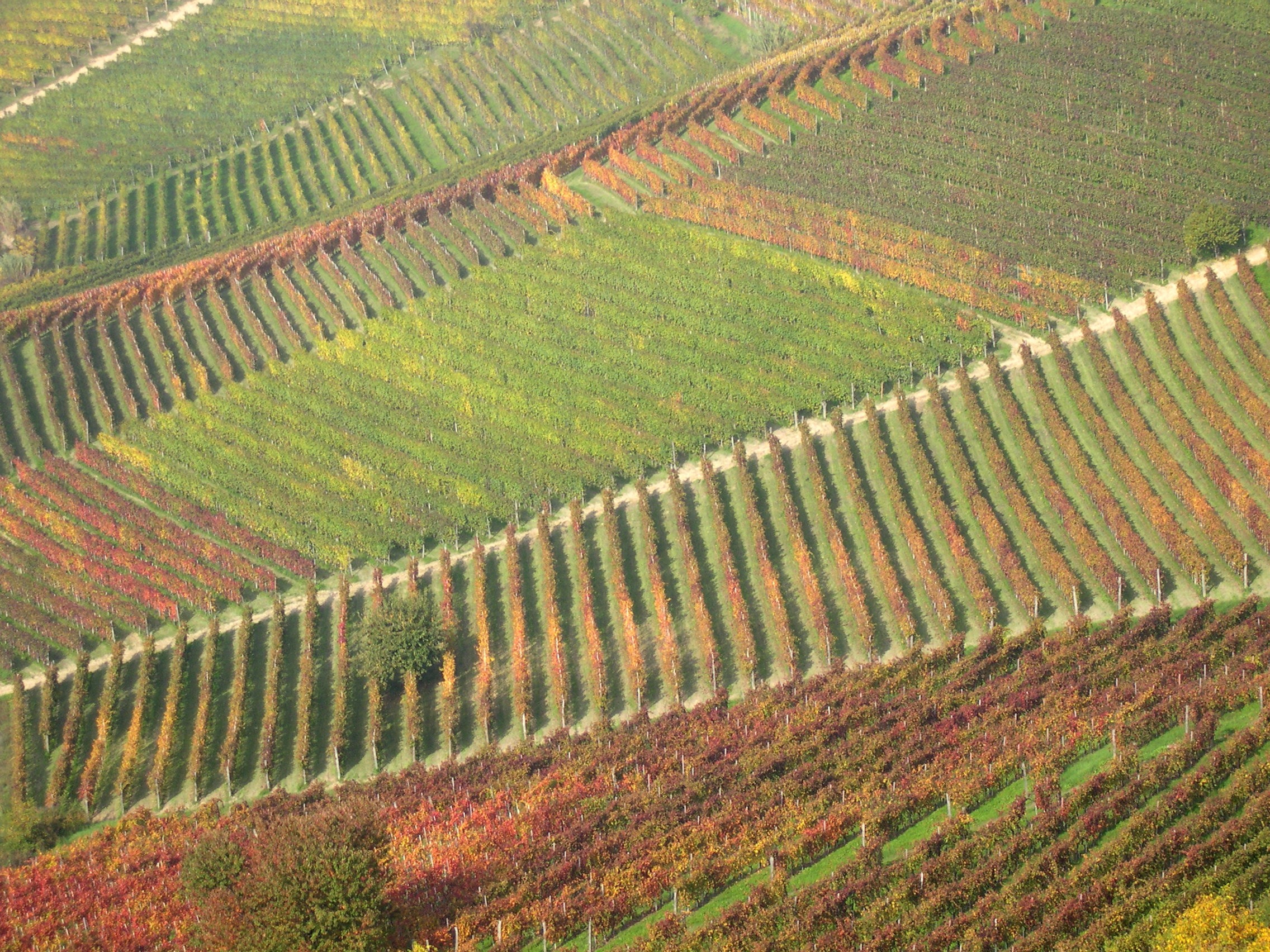 Blog Vinho Tinto e terroir