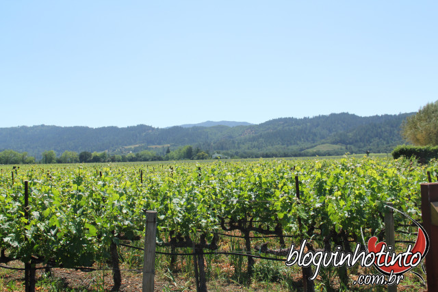 Vários fatores podem influenciar a maturação da uva
