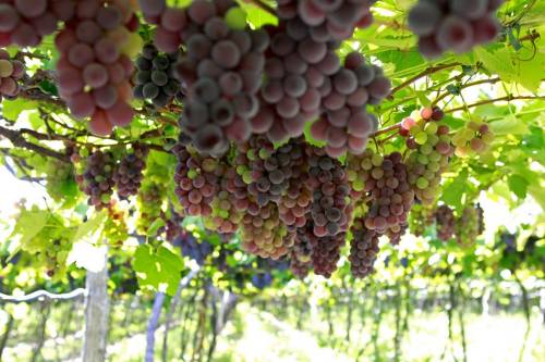 uvas finas parana