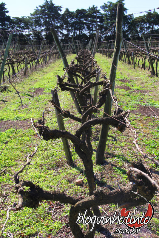 Sistema de condução em lira - Muito comum no Uruguai