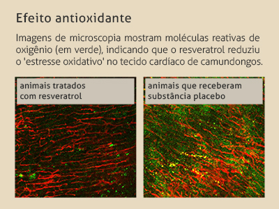 infografico_resveratrol_chagas_interna