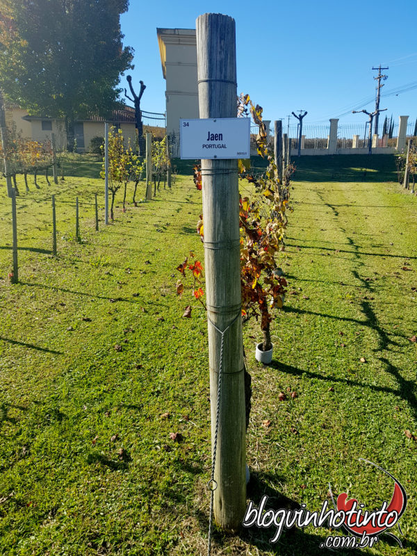Vinhedo Modelo: da conhecida Cabernet Sauvignon à pouco conhecida Jaen.
