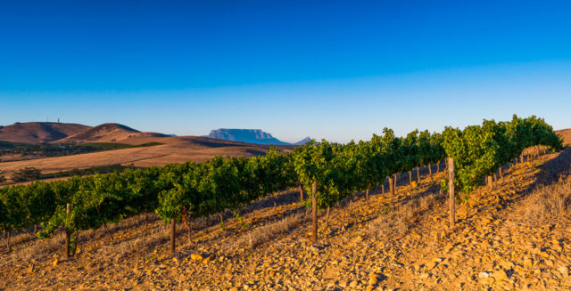 Vinhedos da Diemersdal com a Table Mountain ao fundo (uma das mais belas paisagens da África do Sul)