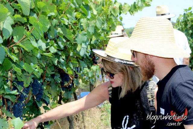 Bruno Faccin acompanhou toda a colheita e tirou dúvidas dos participantes relacionadas à videira. 
