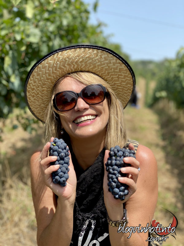 Safra 2019: uma das melhores dos últimos tempos