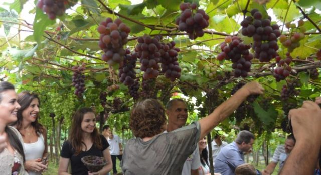 cenas colheita de uva