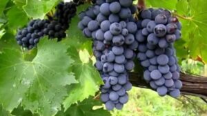 Uva Barbera